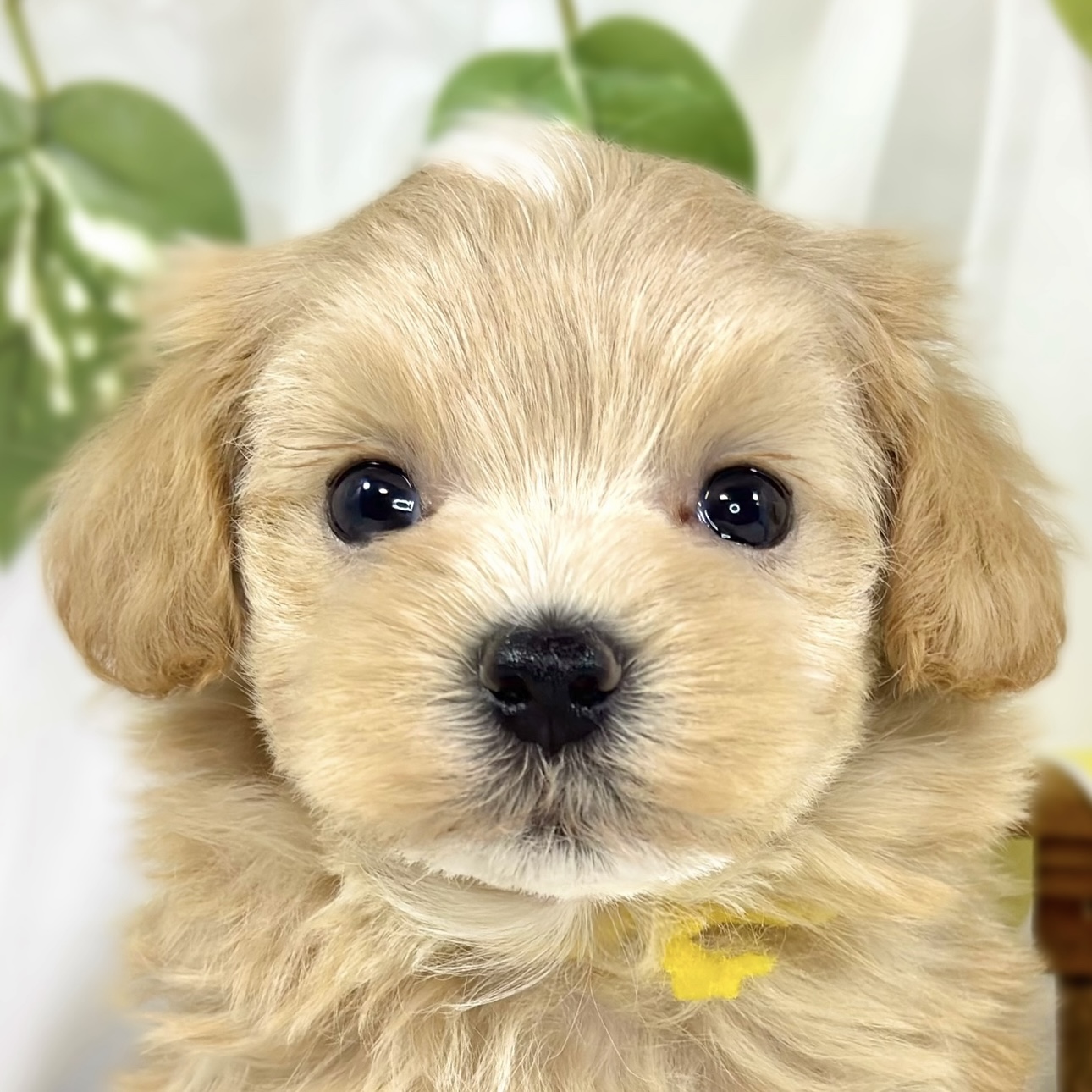 ハーフ犬女の子の写真