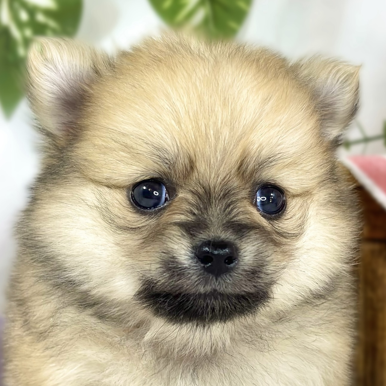 ハーフ犬女の子の写真