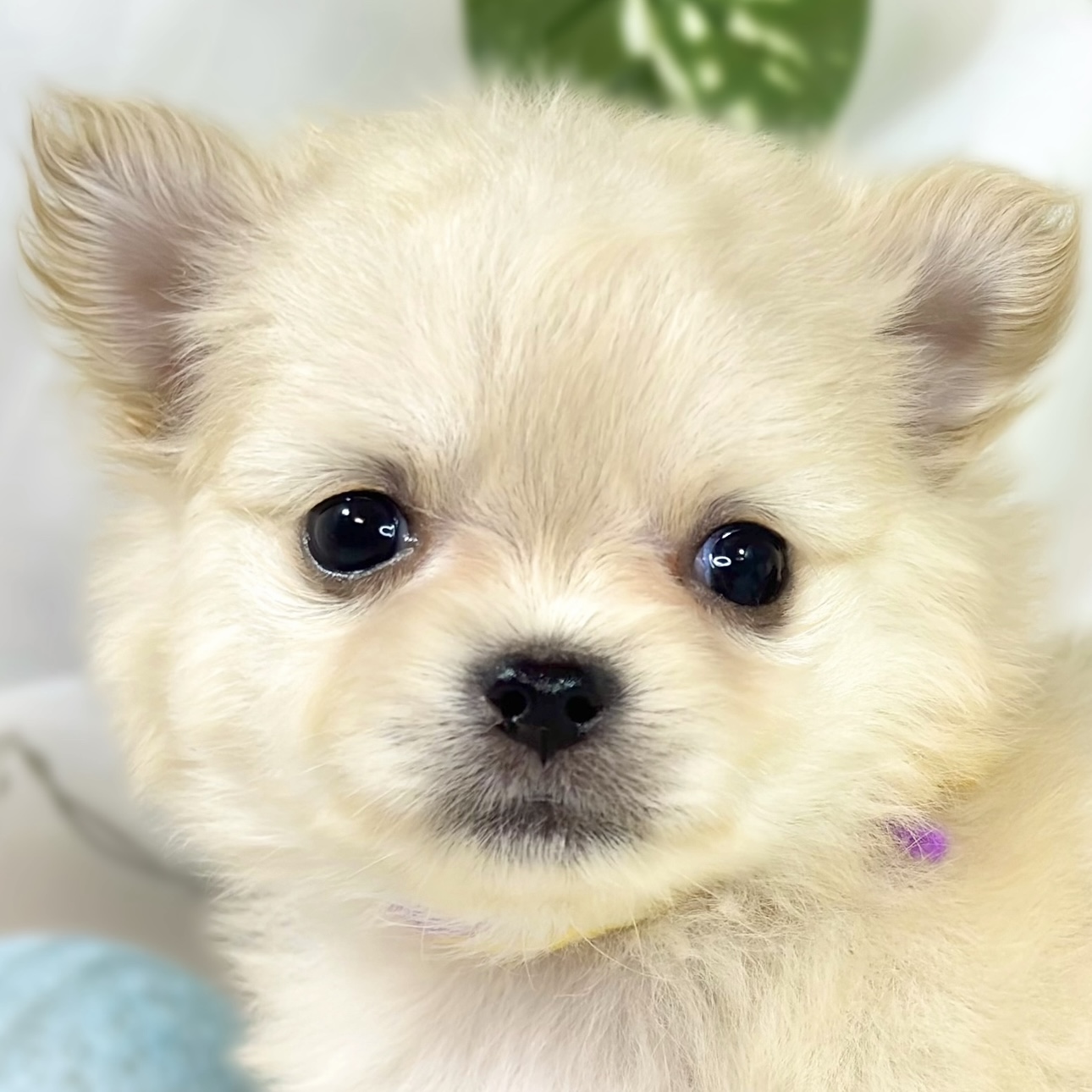 ハーフ犬男の子の写真