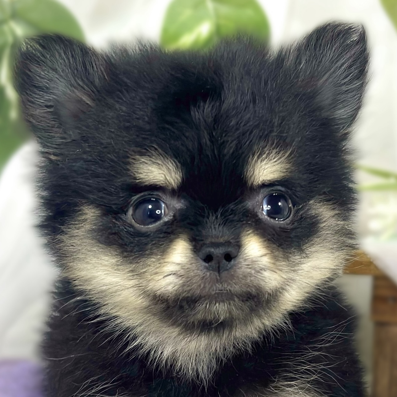 ハーフ犬男の子の写真