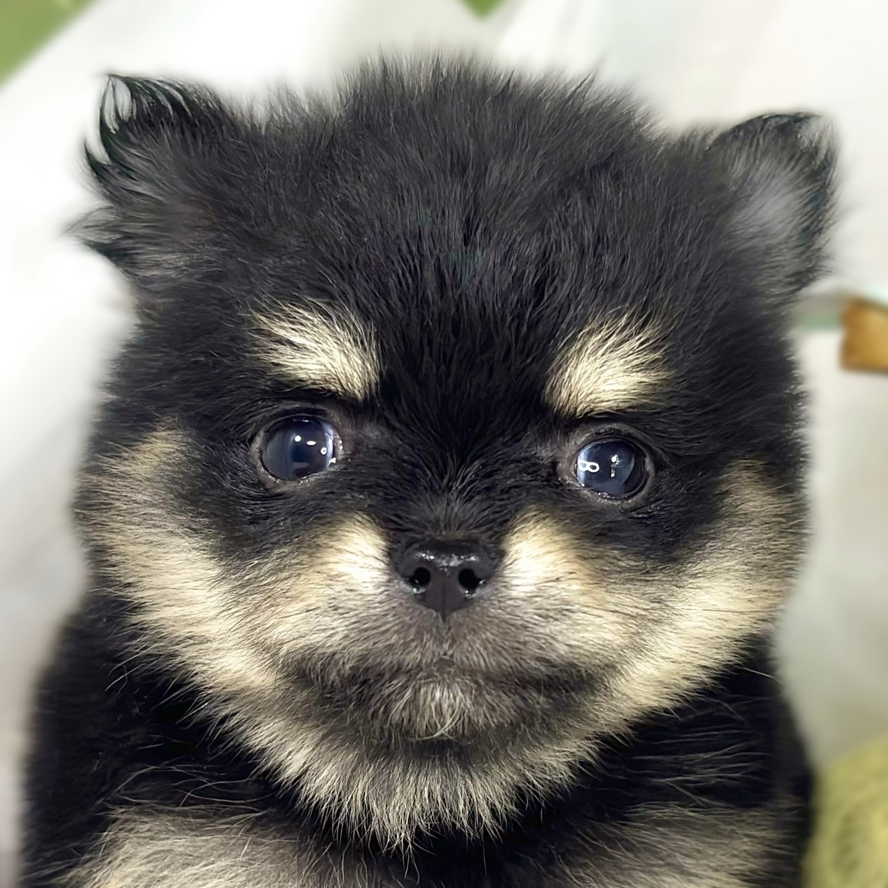 ハーフ犬男の子の写真