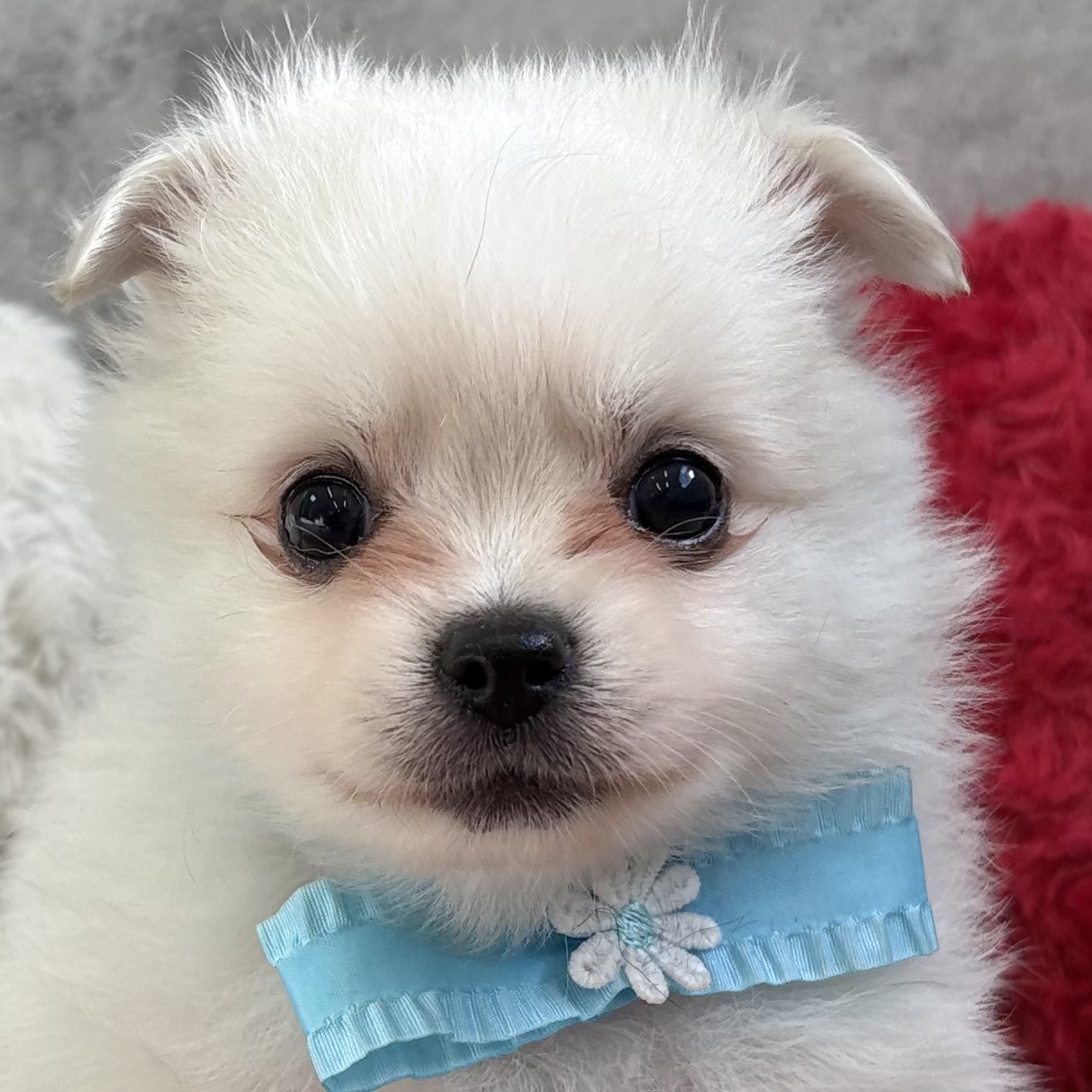 ハーフ犬男の子の写真