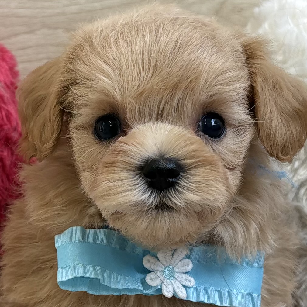 ハーフ犬男の子の写真