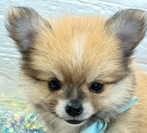 ハーフ犬男の子の写真