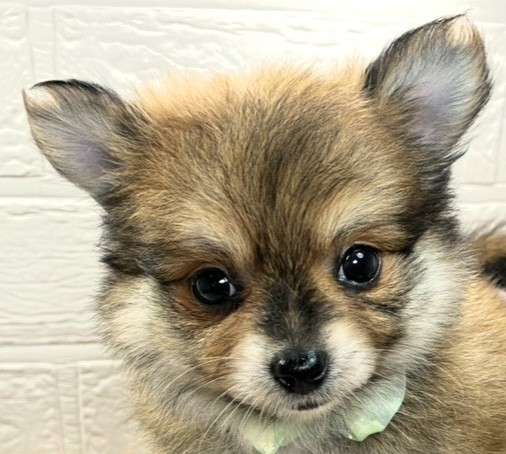 ハーフ犬女の子の写真