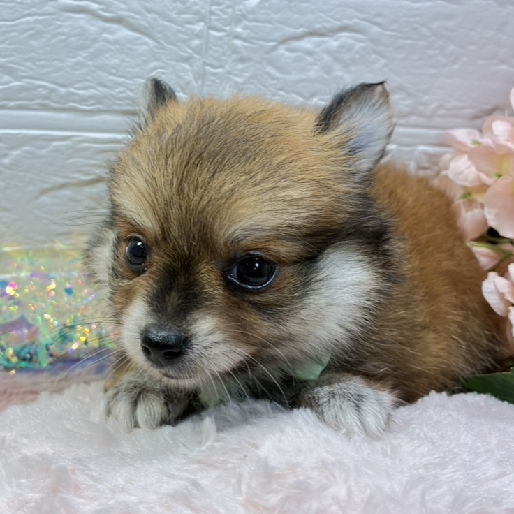 生体画像３