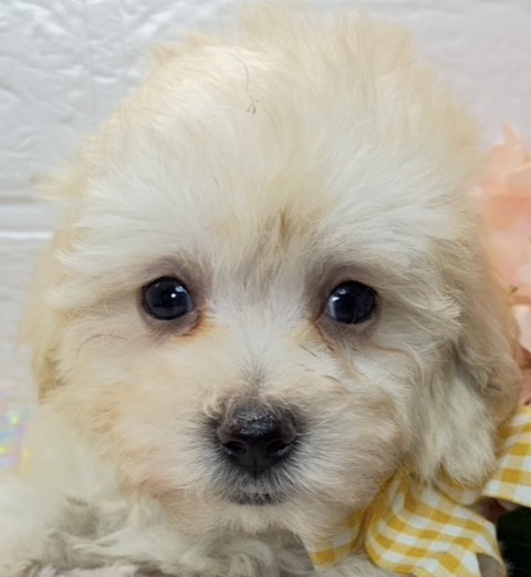 ハーフ犬男の子の写真