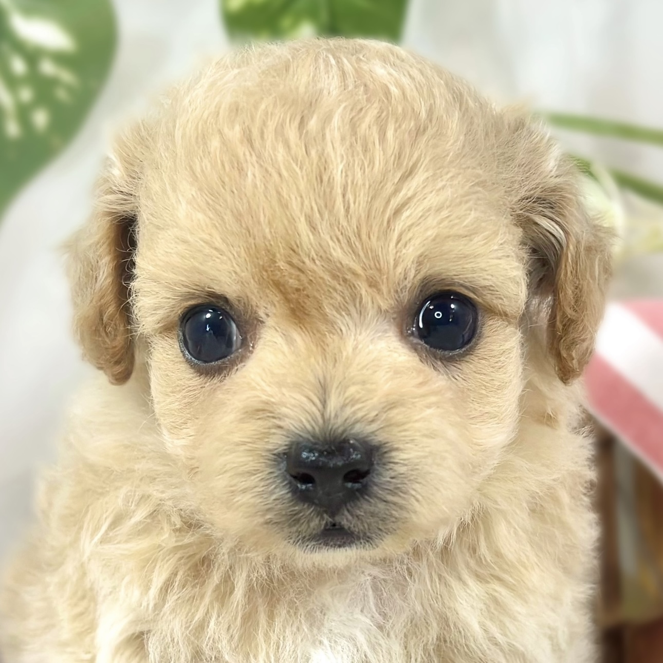ハーフ犬男の子の写真