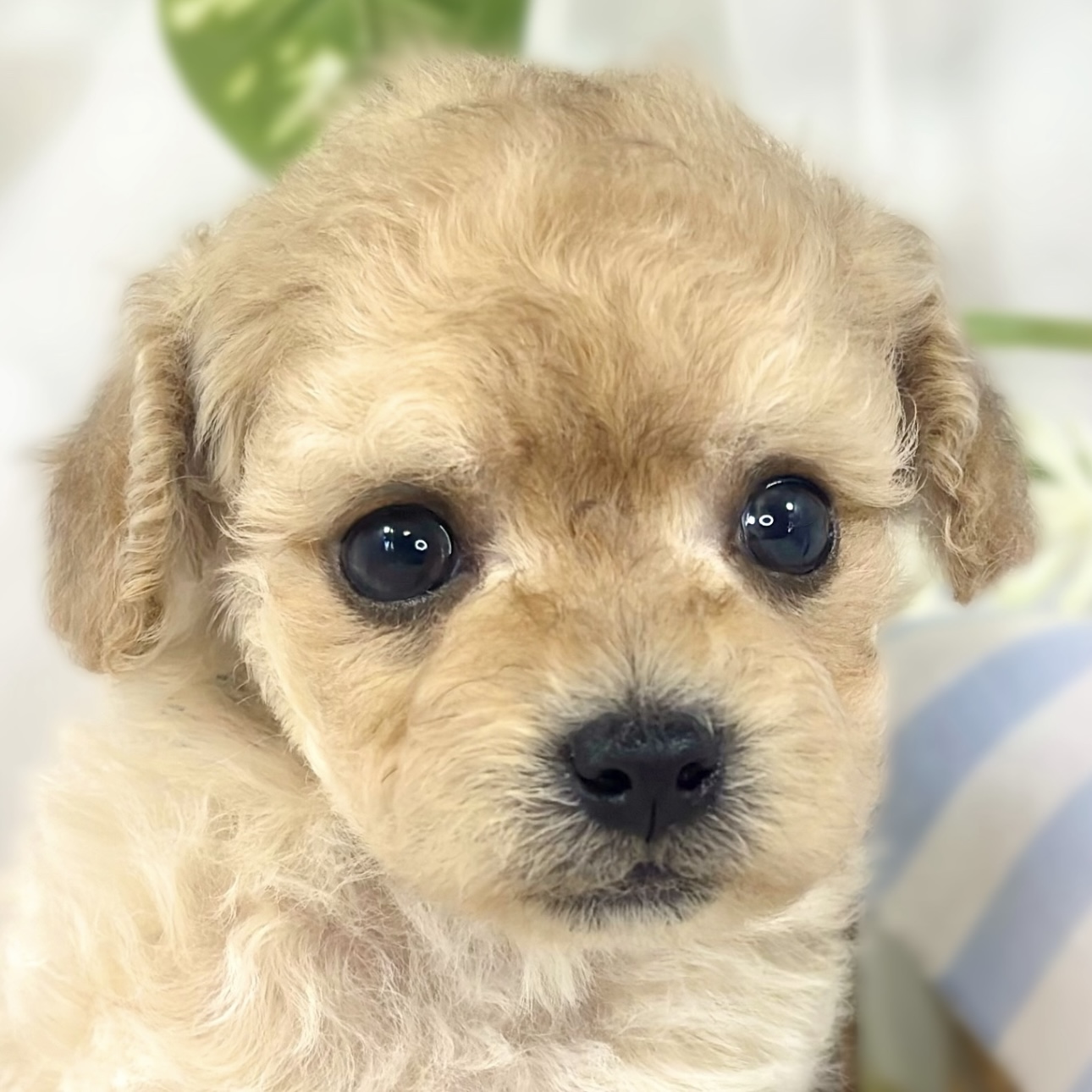 ハーフ犬男の子の写真