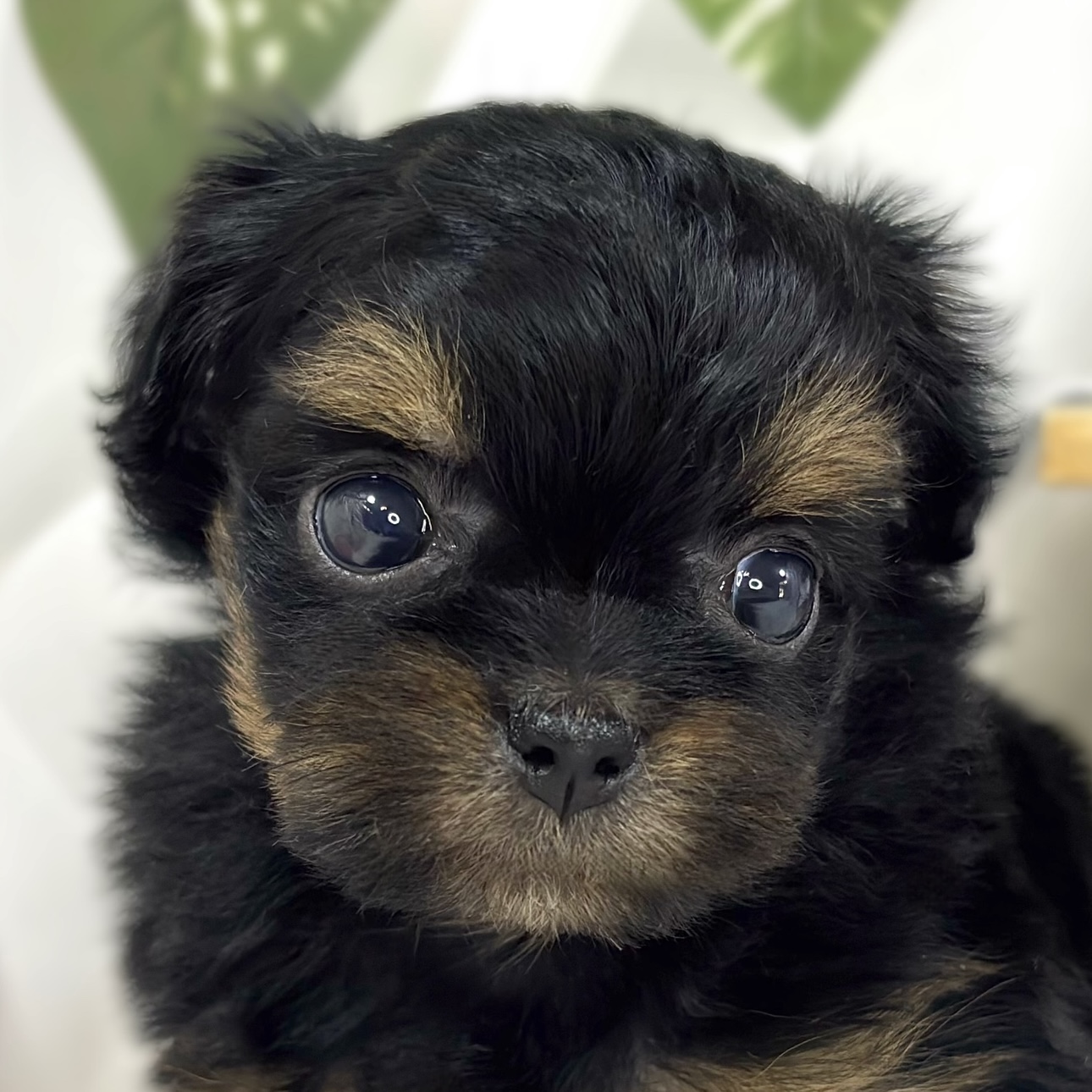 ハーフ犬女の子の写真