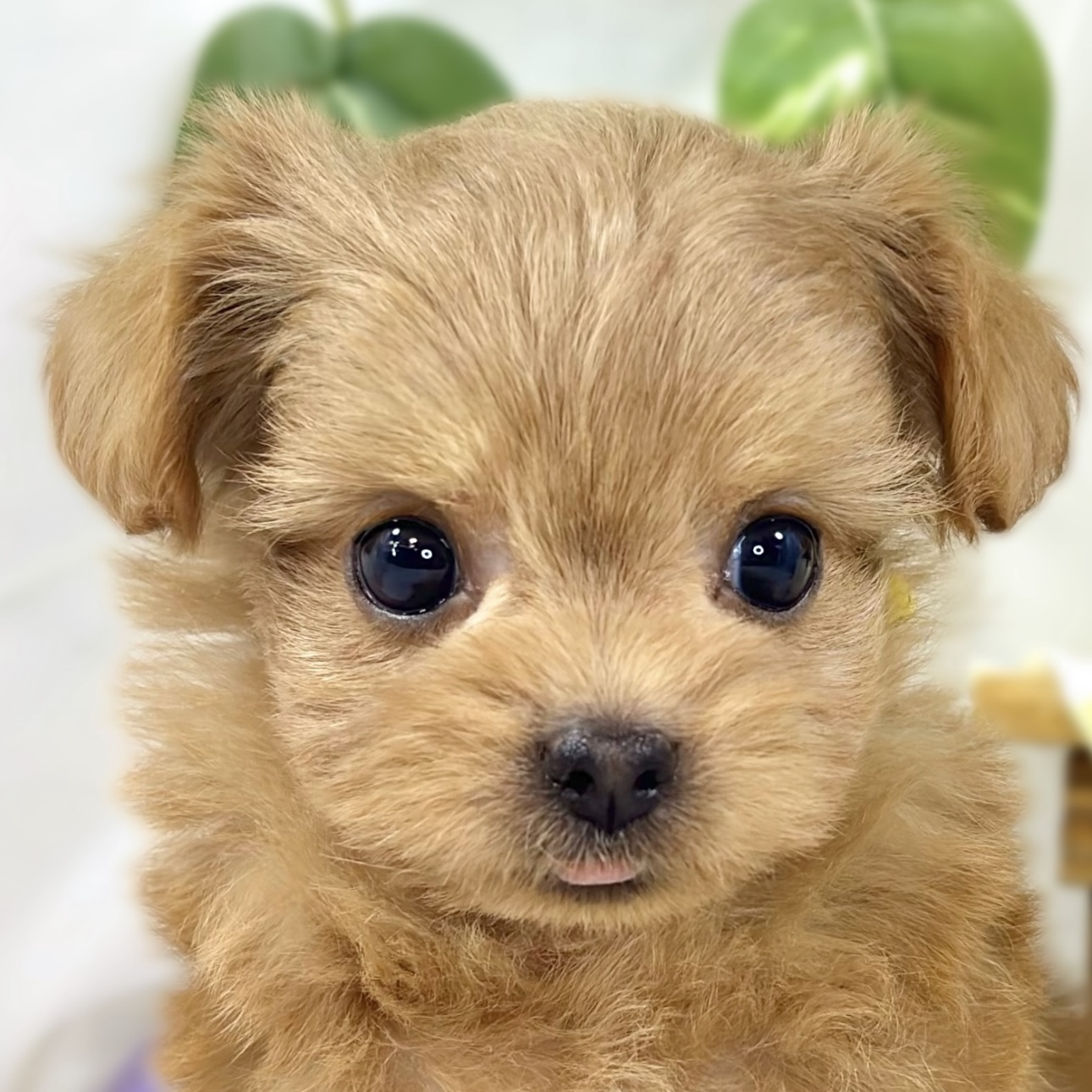 ハーフ犬女の子の写真