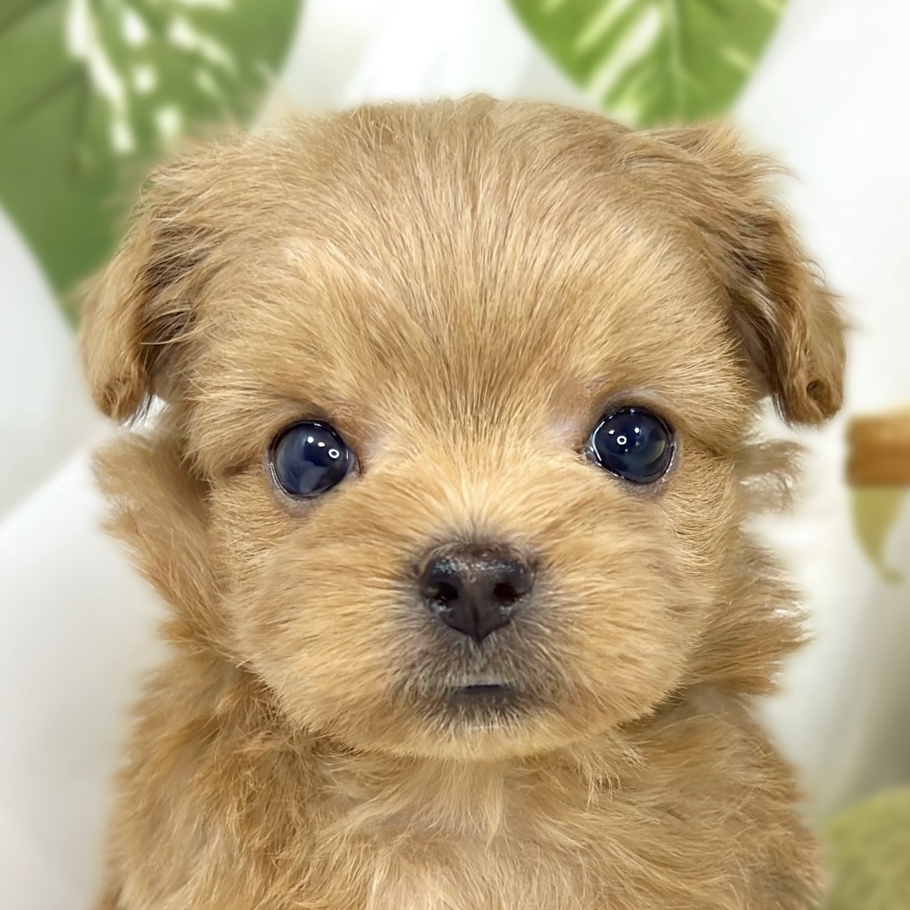 ハーフ犬女の子の写真