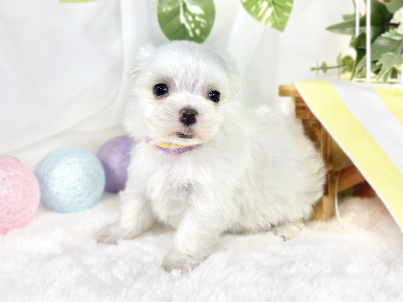 生体画像３
