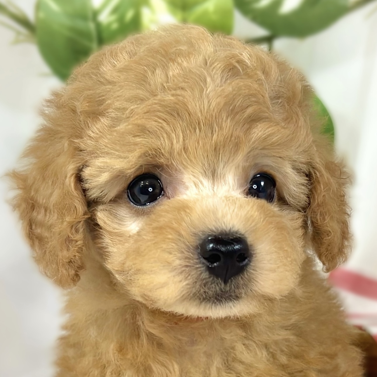 レッド(赤系)のトイプードルの子犬一覧 | ペットショップ 犬の家&猫の