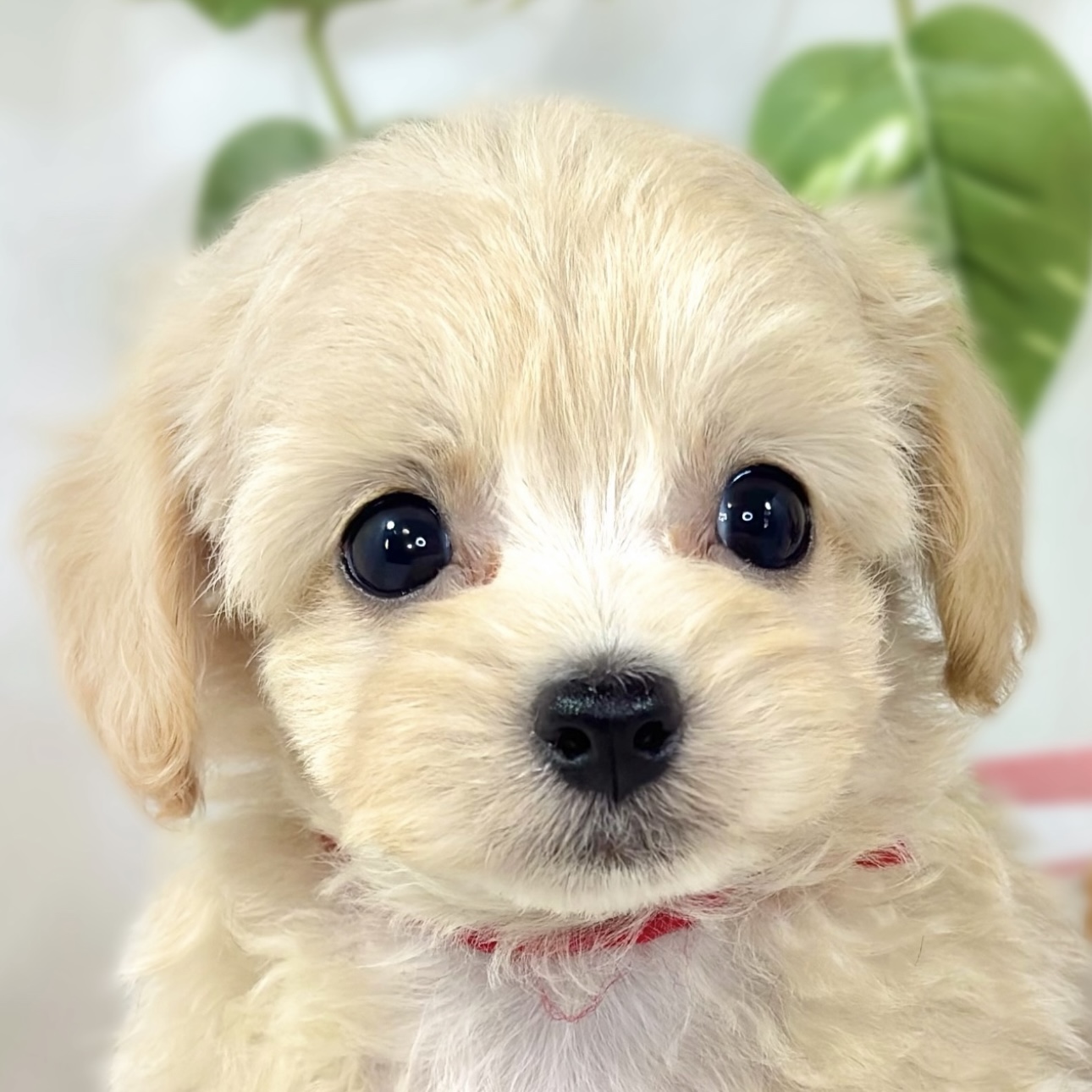 ハーフ犬女の子の写真