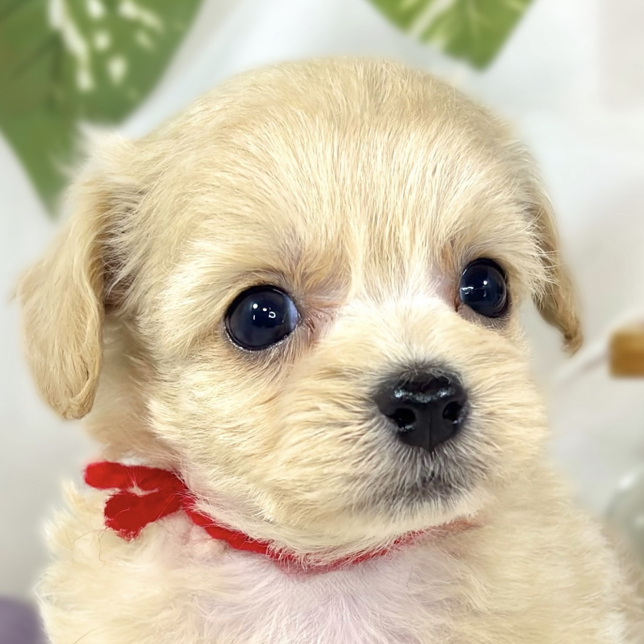 ハーフ犬女の子の写真