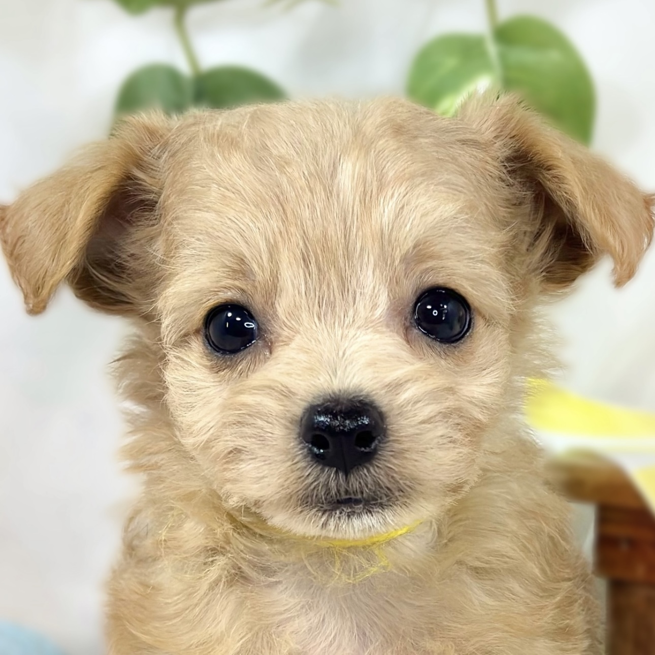 ブリーダーのもとにいるハーフ犬 アプリコット 女の子のご紹介(2648