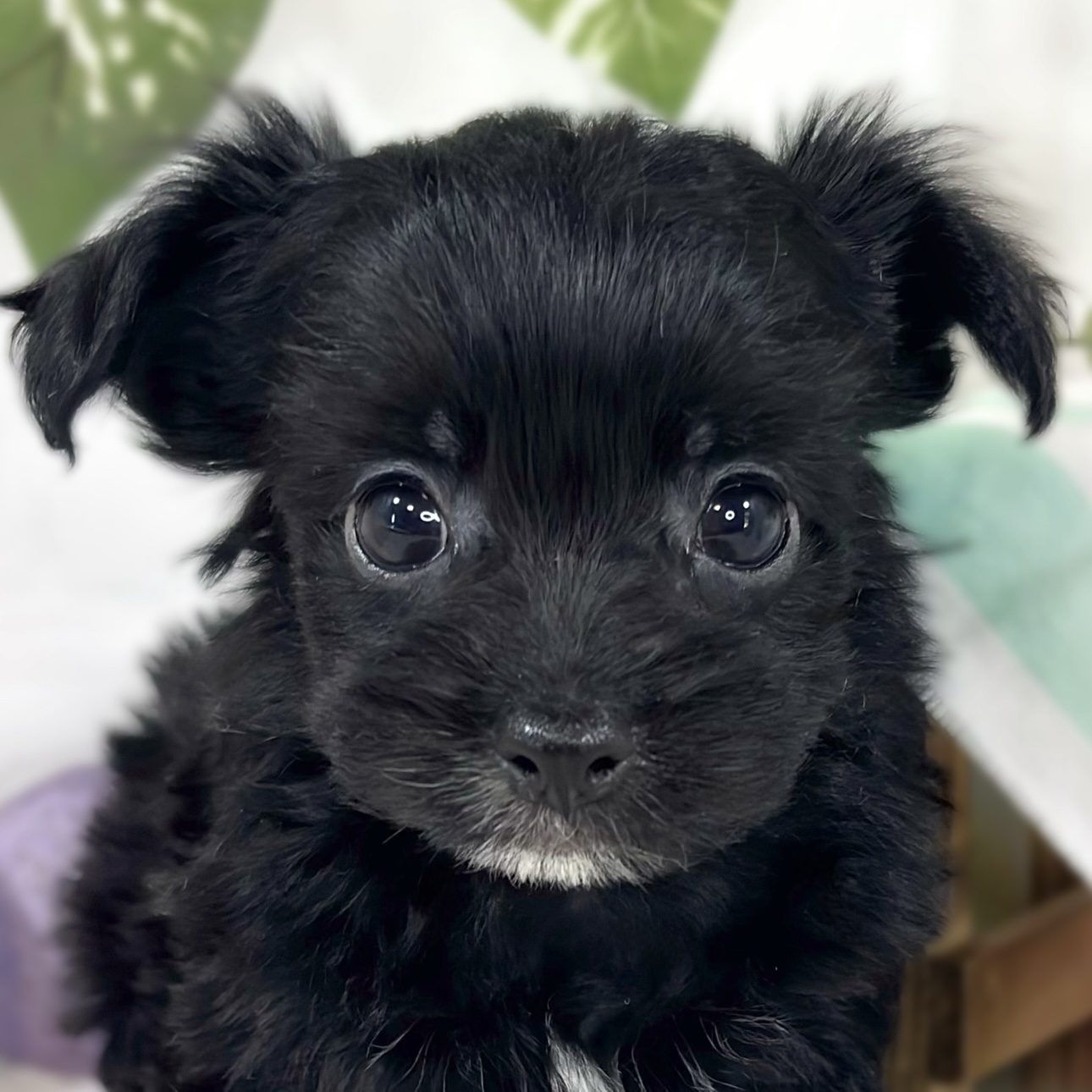 ハーフ犬女の子の写真