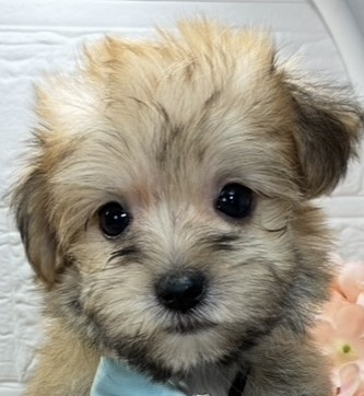 ハーフ犬女の子の写真