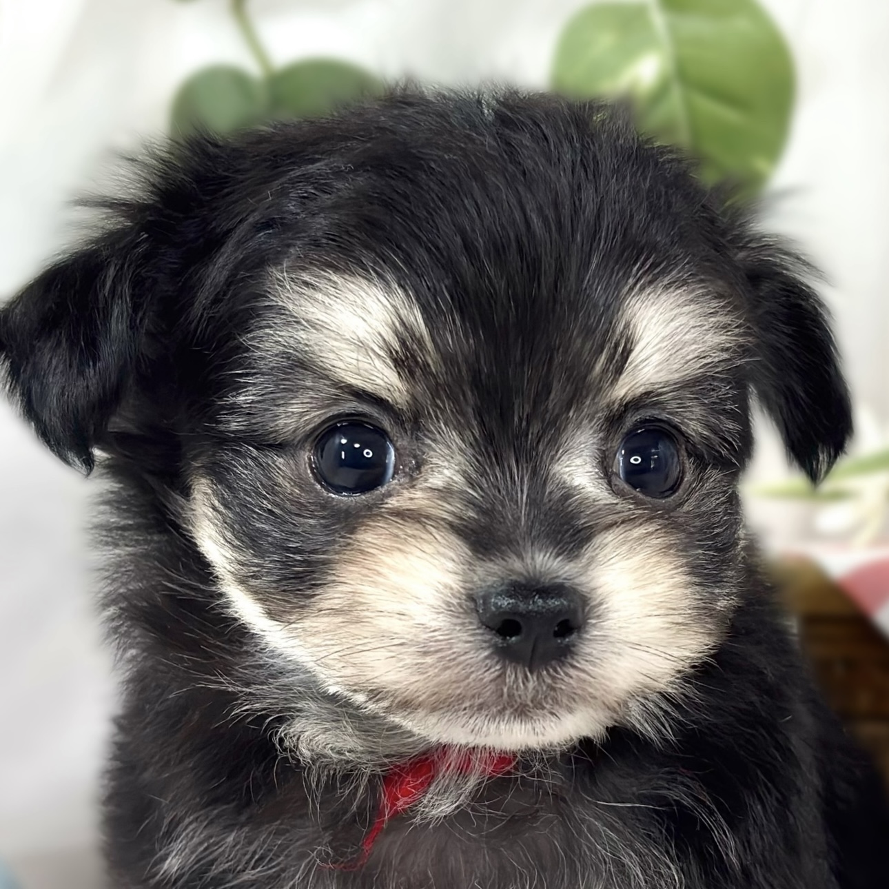 ハーフ犬男の子の写真