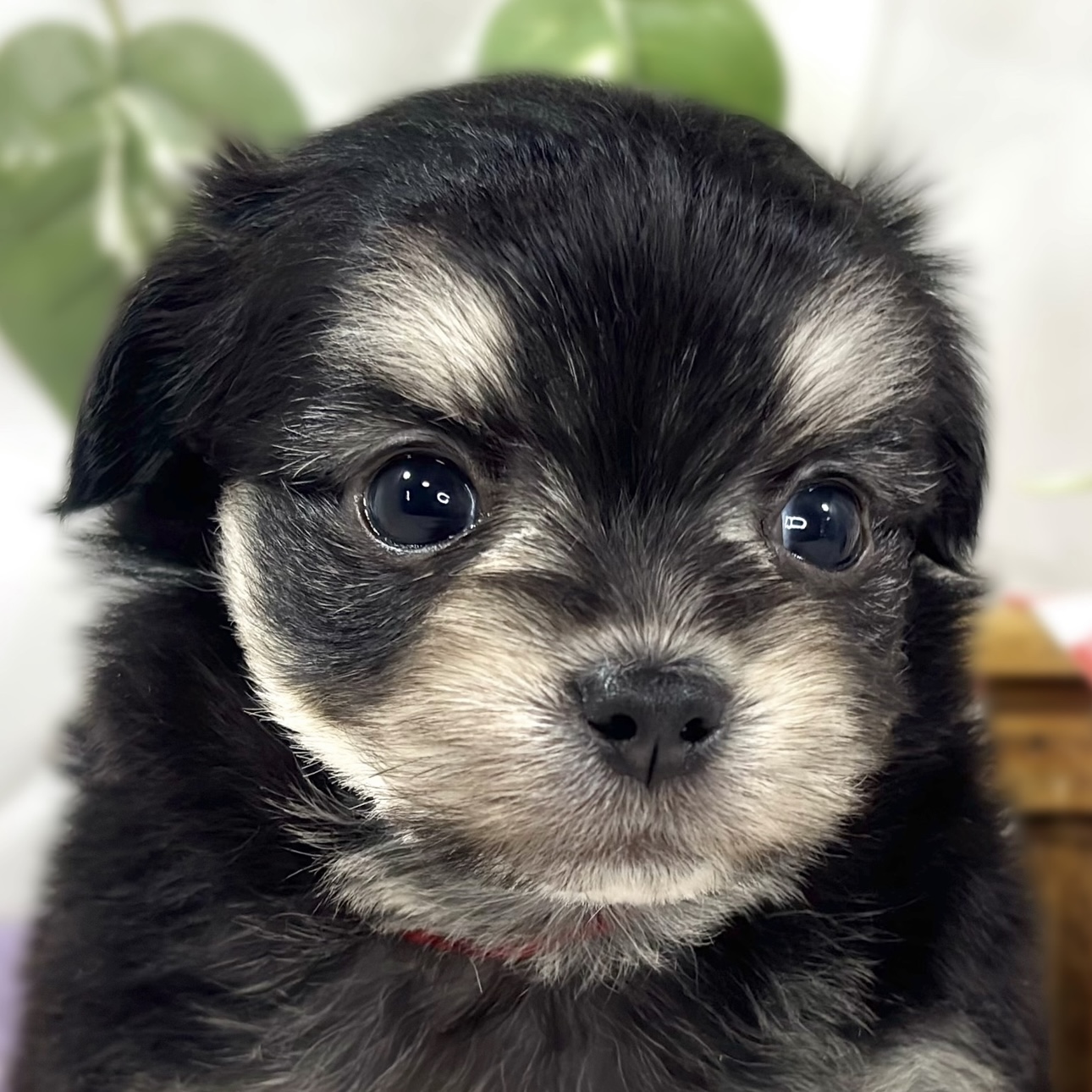 ハーフ犬男の子の写真