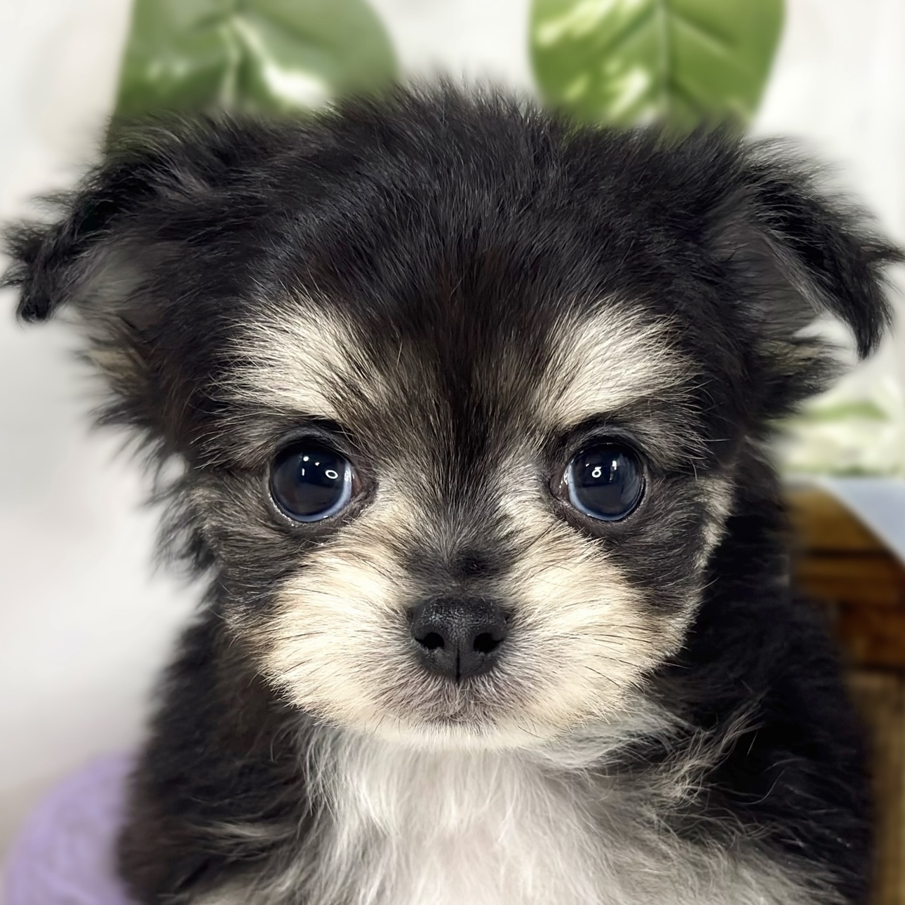 ハーフ犬男の子の写真