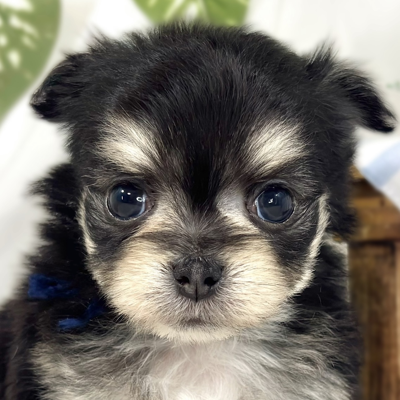 ハーフ犬男の子の写真