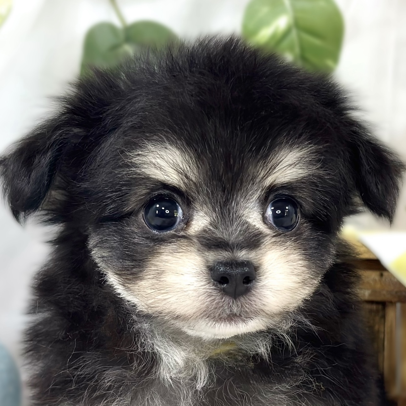 ハーフ犬女の子の写真