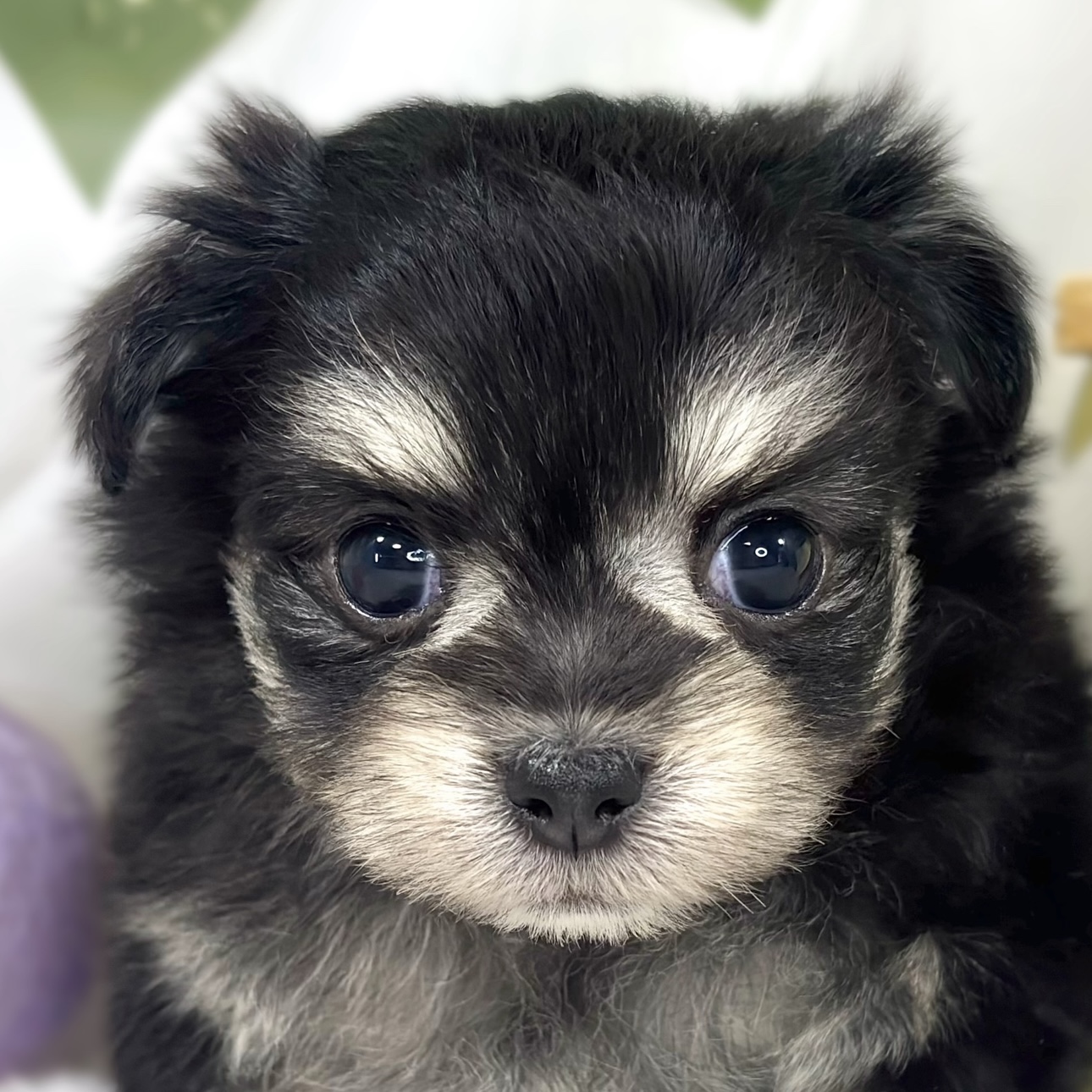 ハーフ犬女の子の写真