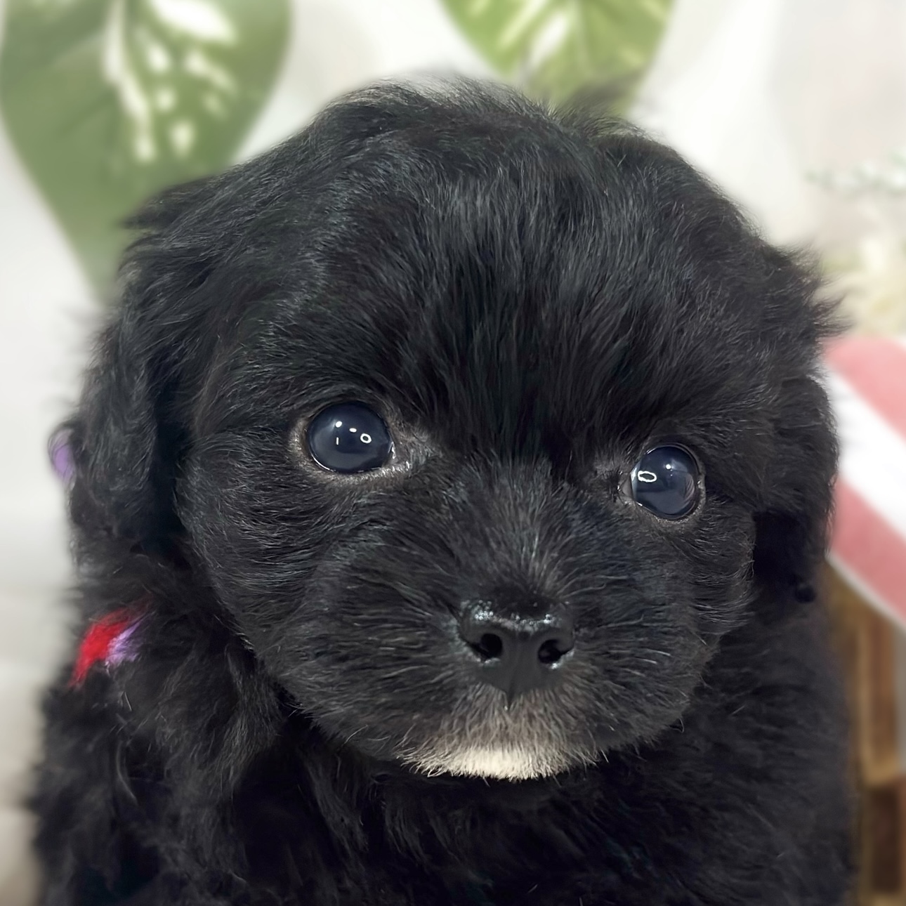 ハーフ犬男の子の写真