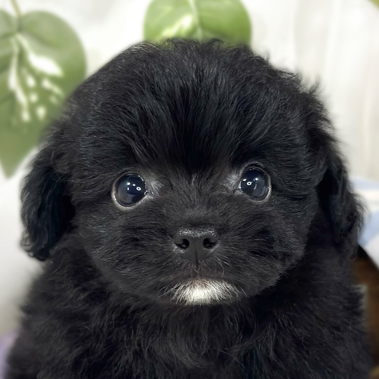 ハーフ犬女の子の写真