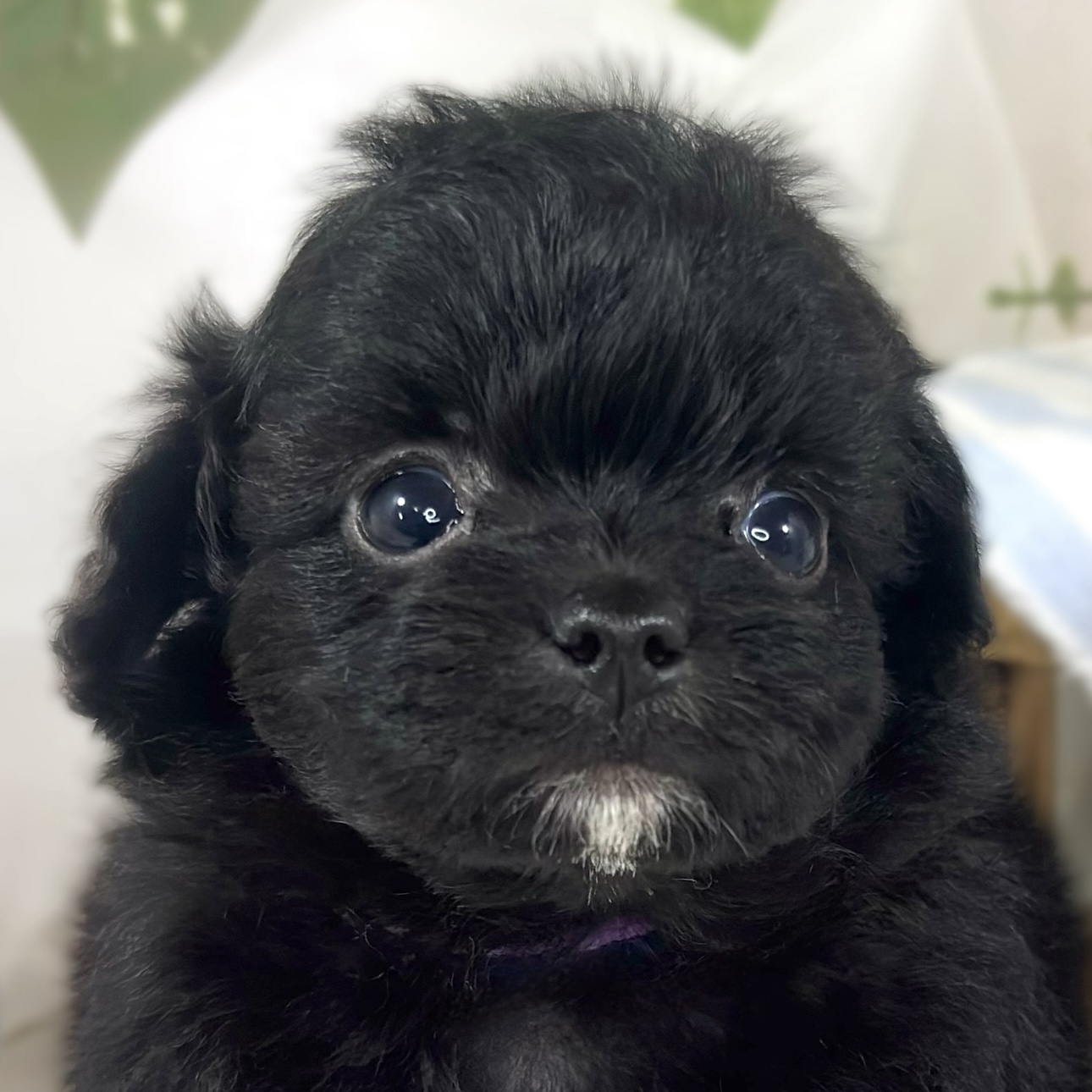 ハーフ犬女の子の写真