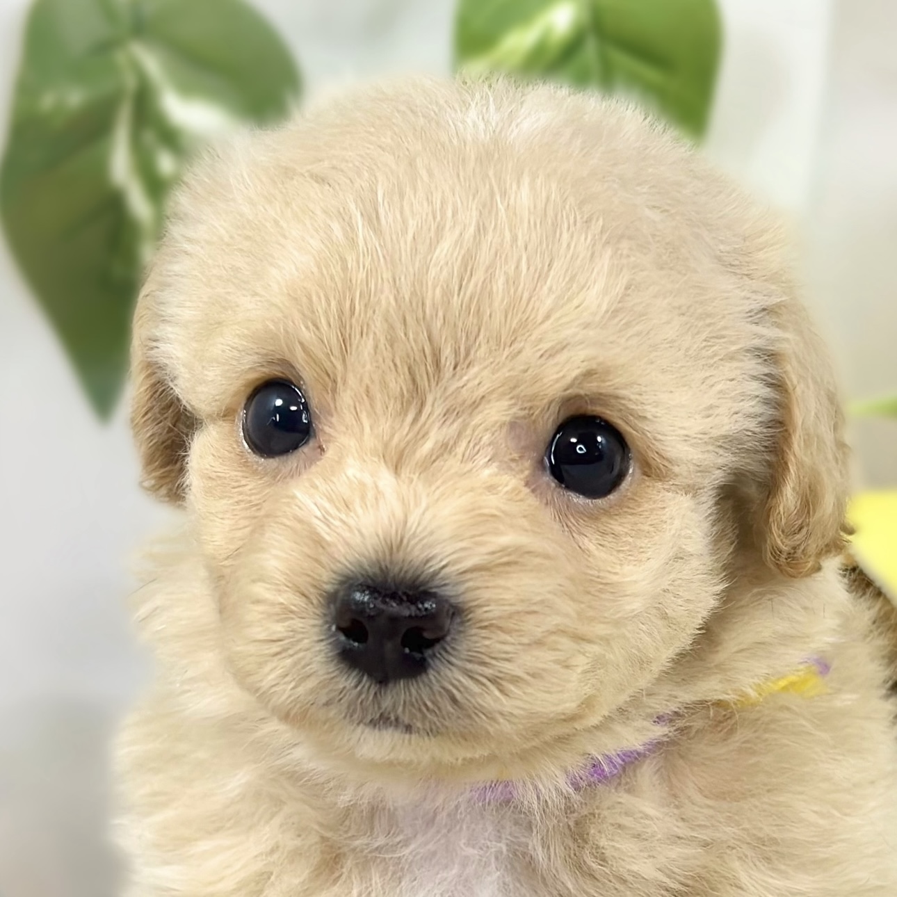 ハーフ犬男の子の写真