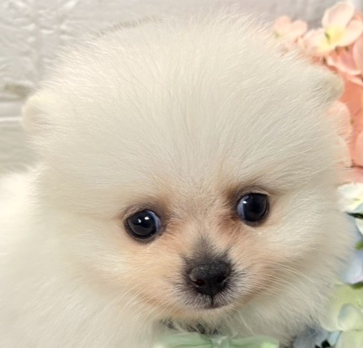 ミックス犬男の子の写真