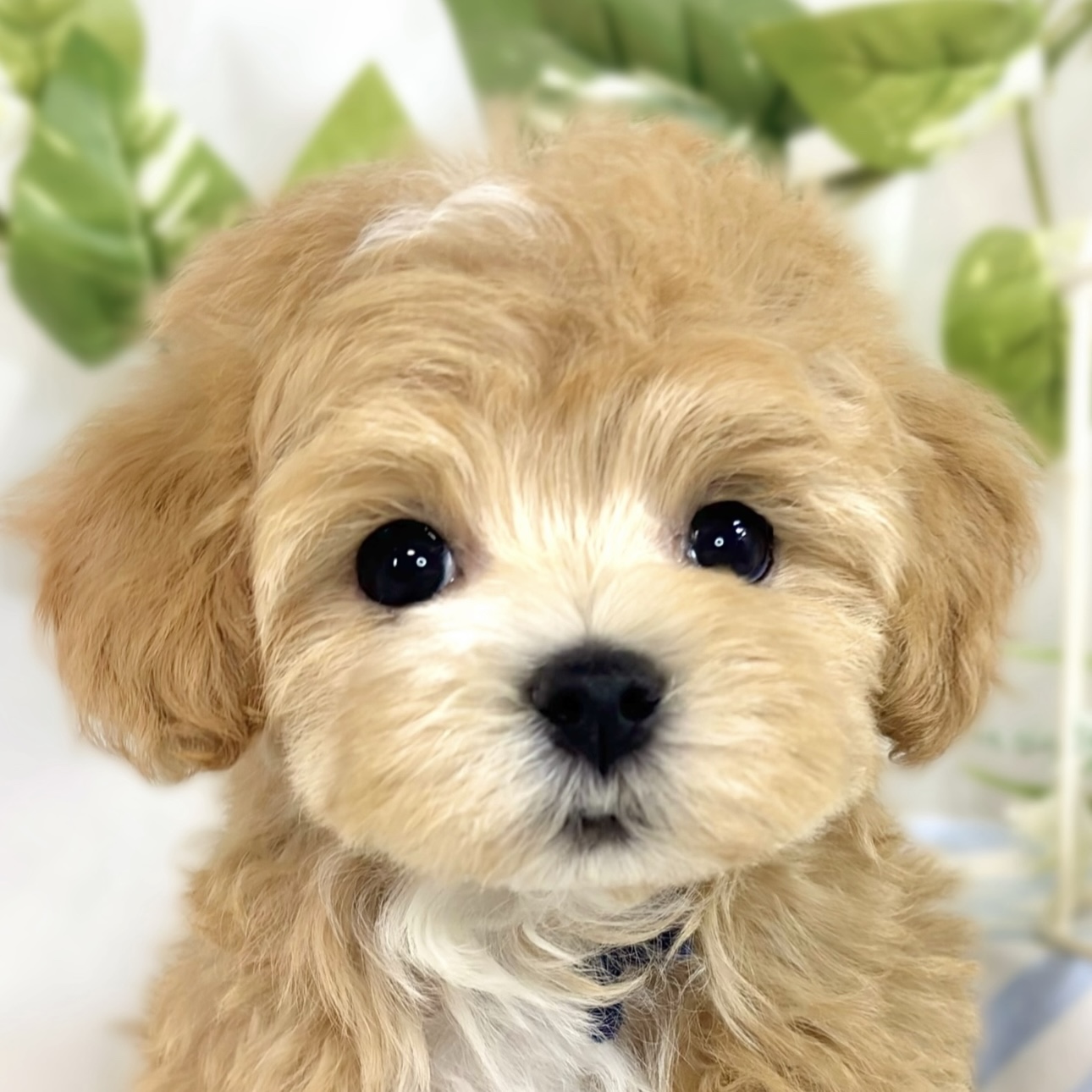 ハーフ犬男の子の写真