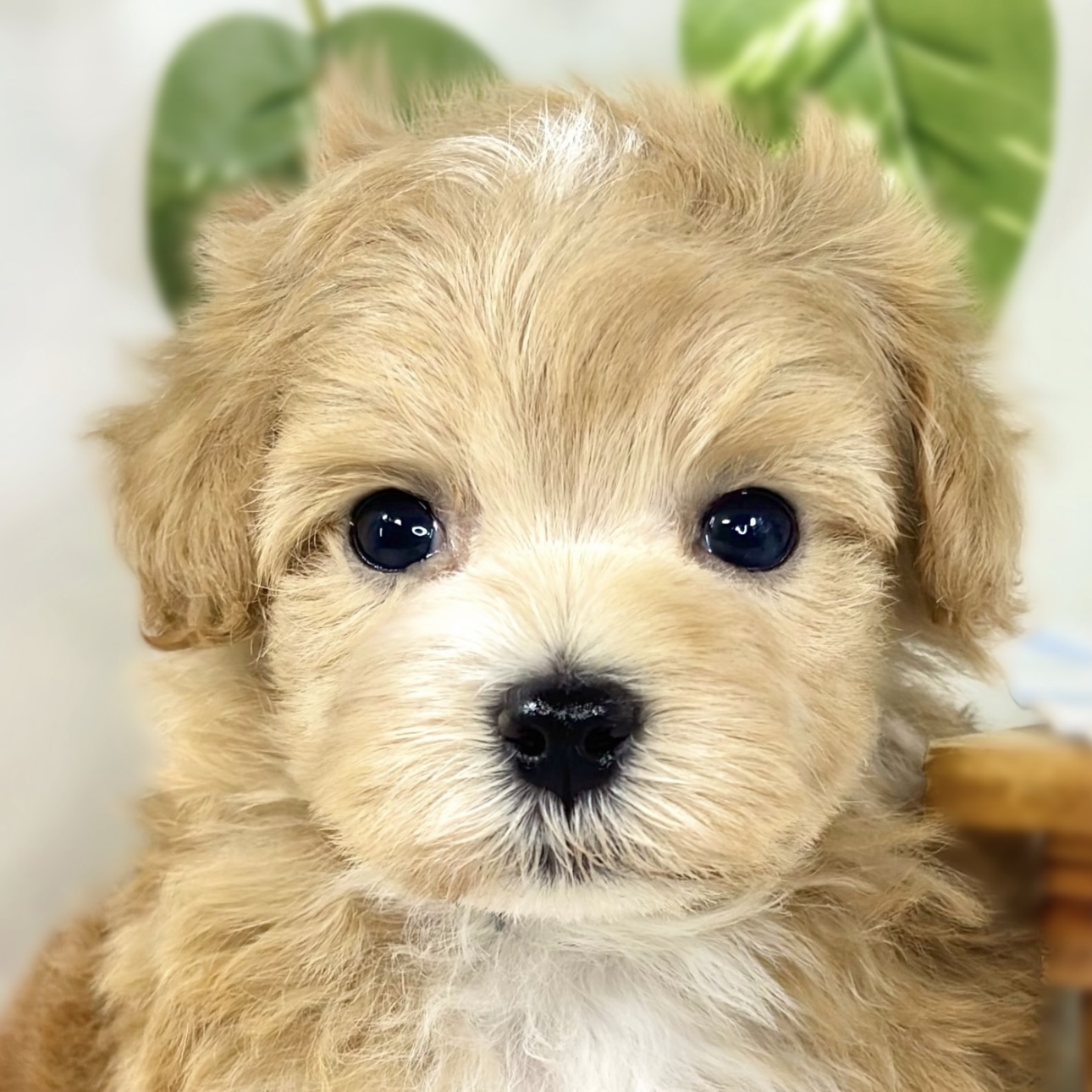 ハーフ犬男の子の写真