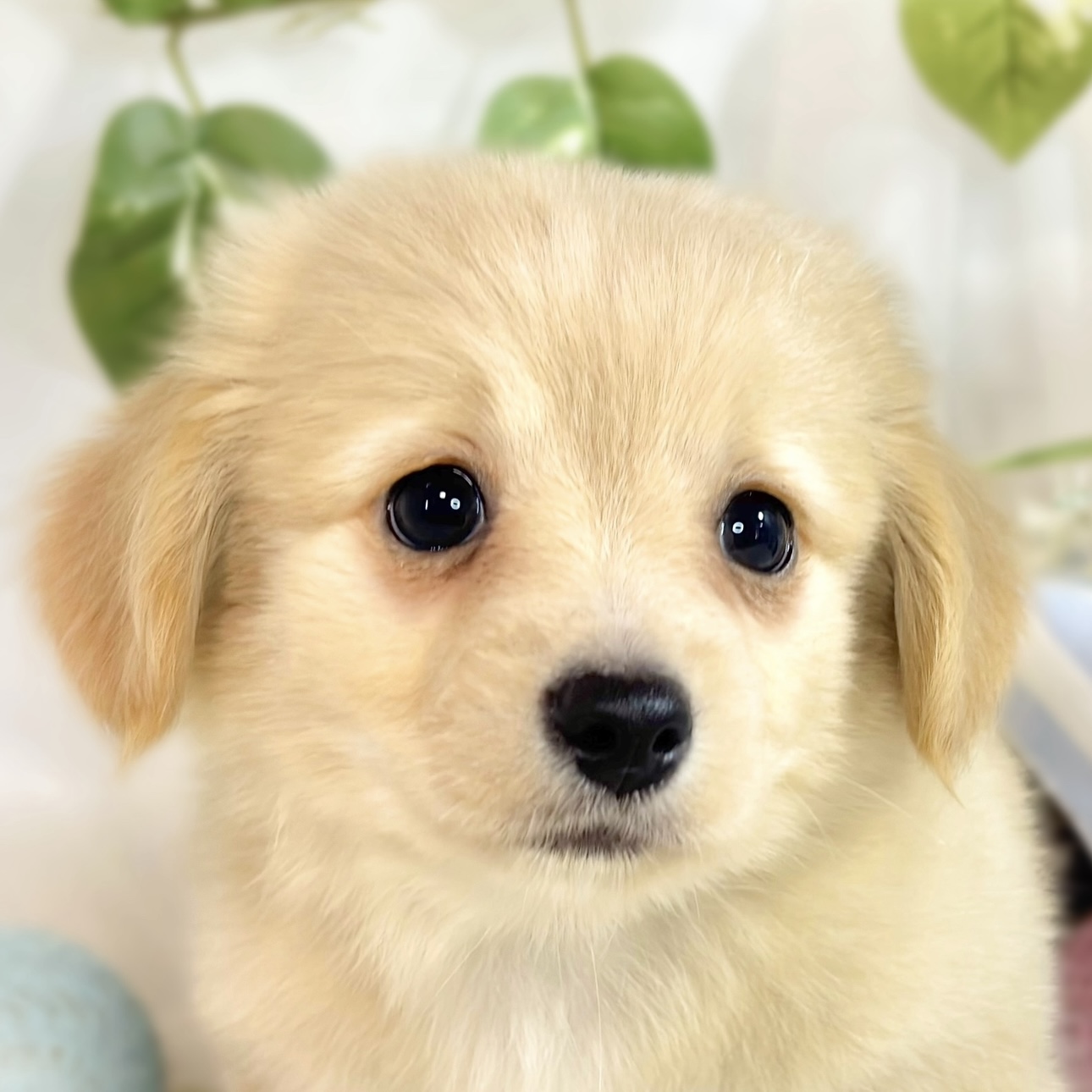 ハーフ犬男の子の写真