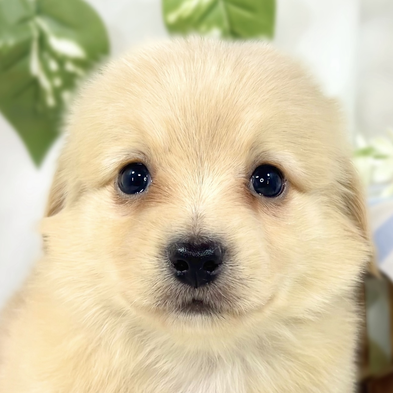 ハーフ犬男の子の写真