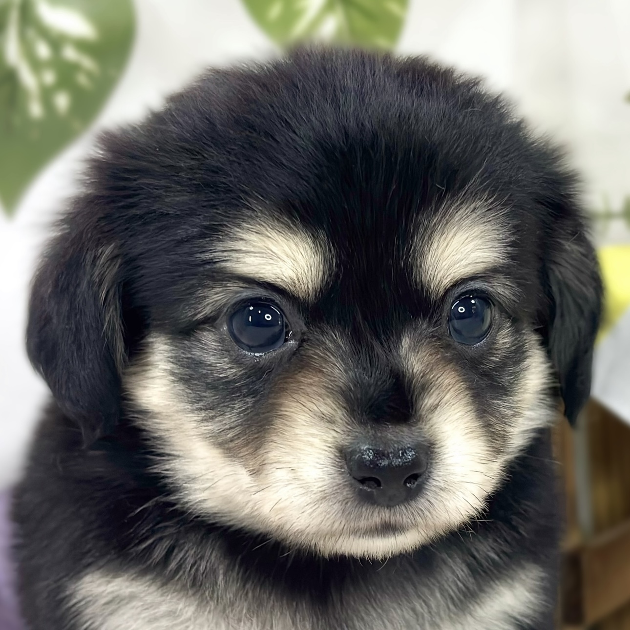 ハーフ犬女の子の写真