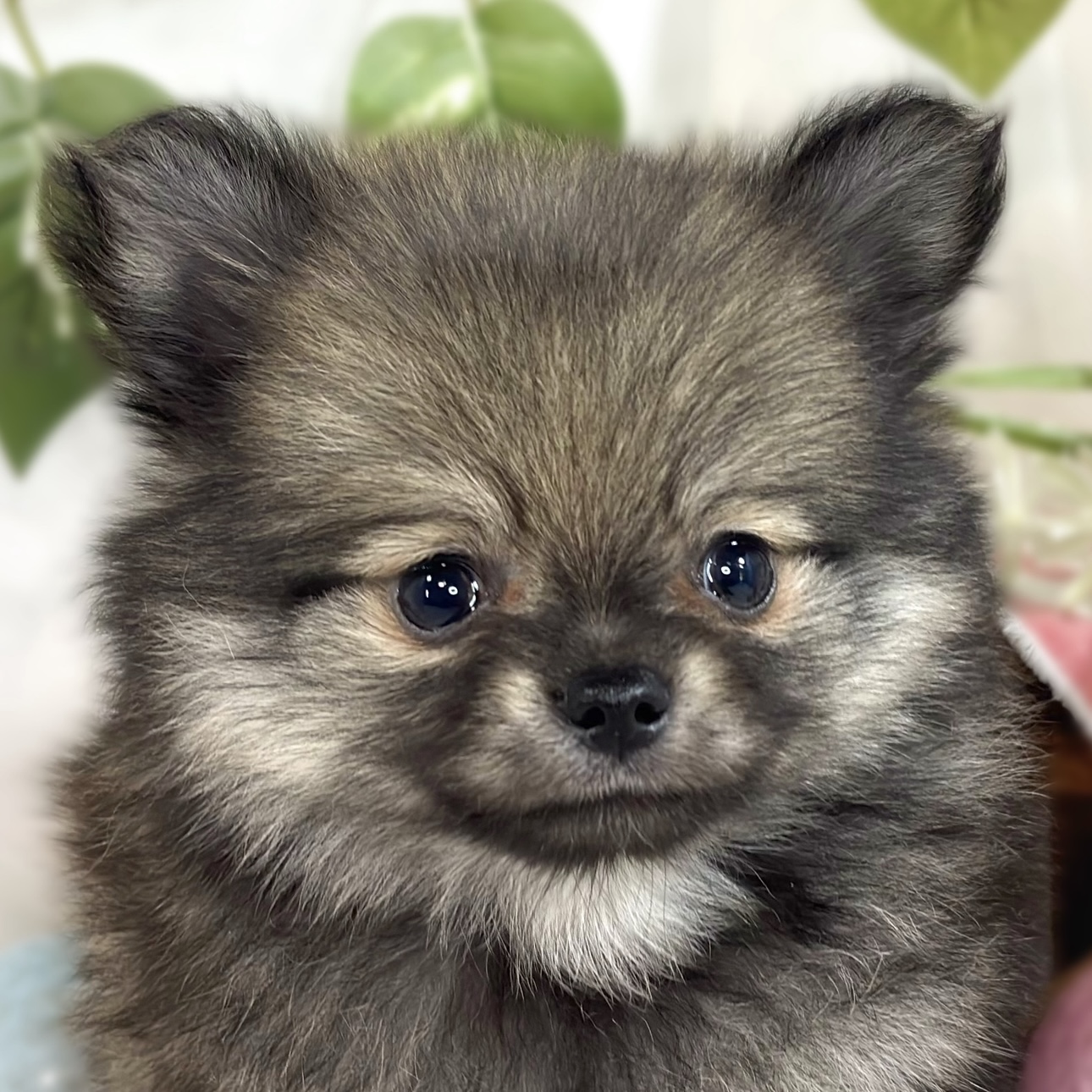 ハーフ犬男の子の写真