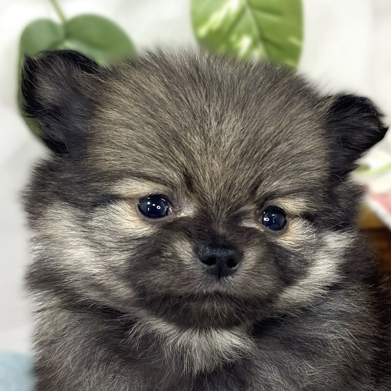 ハーフ犬男の子の写真