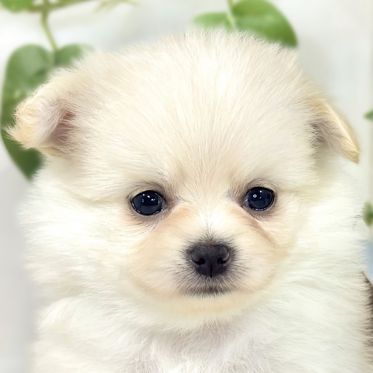ハーフ犬女の子の写真