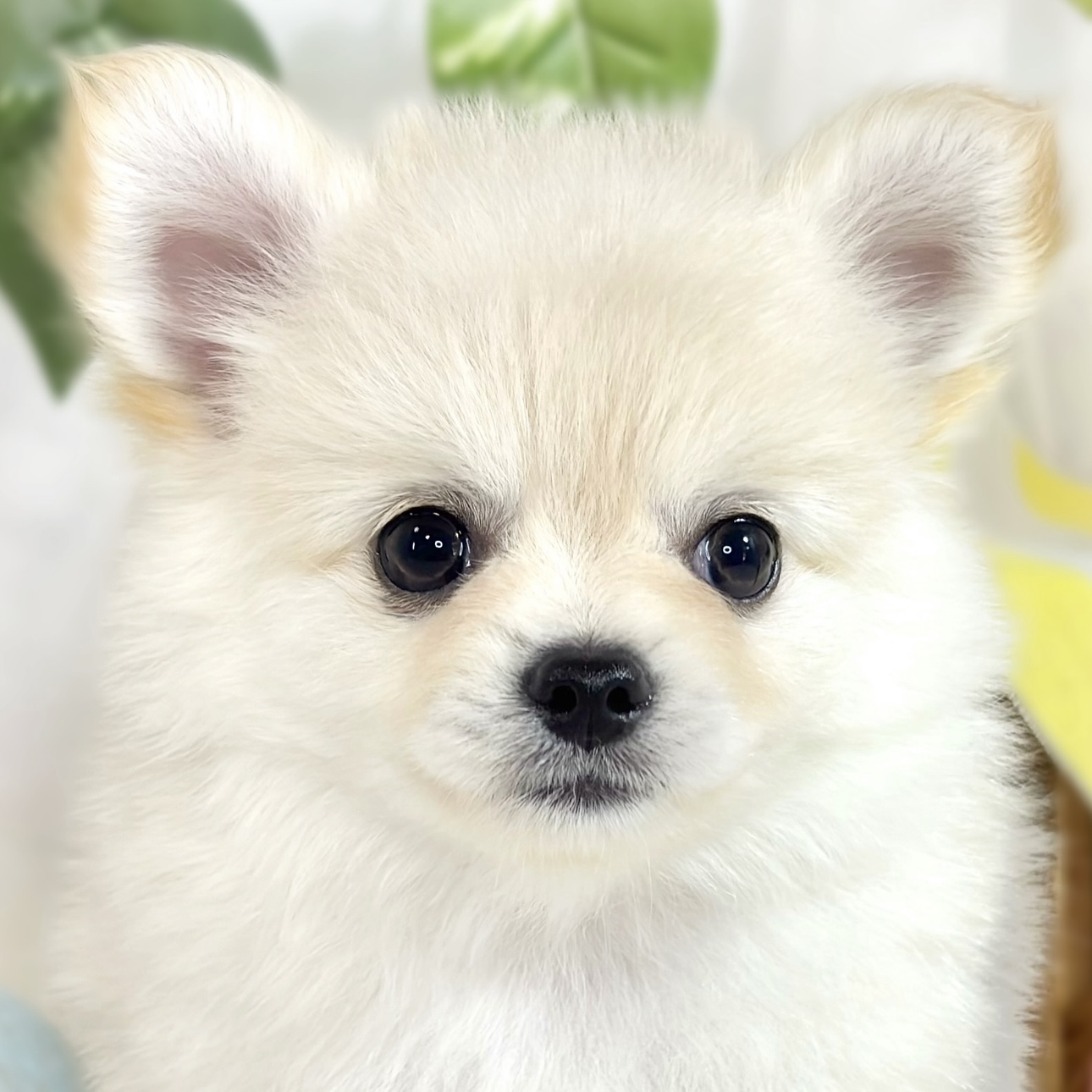 ハーフ犬女の子の写真