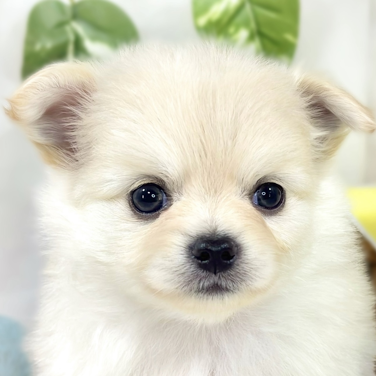ハーフ犬女の子の写真