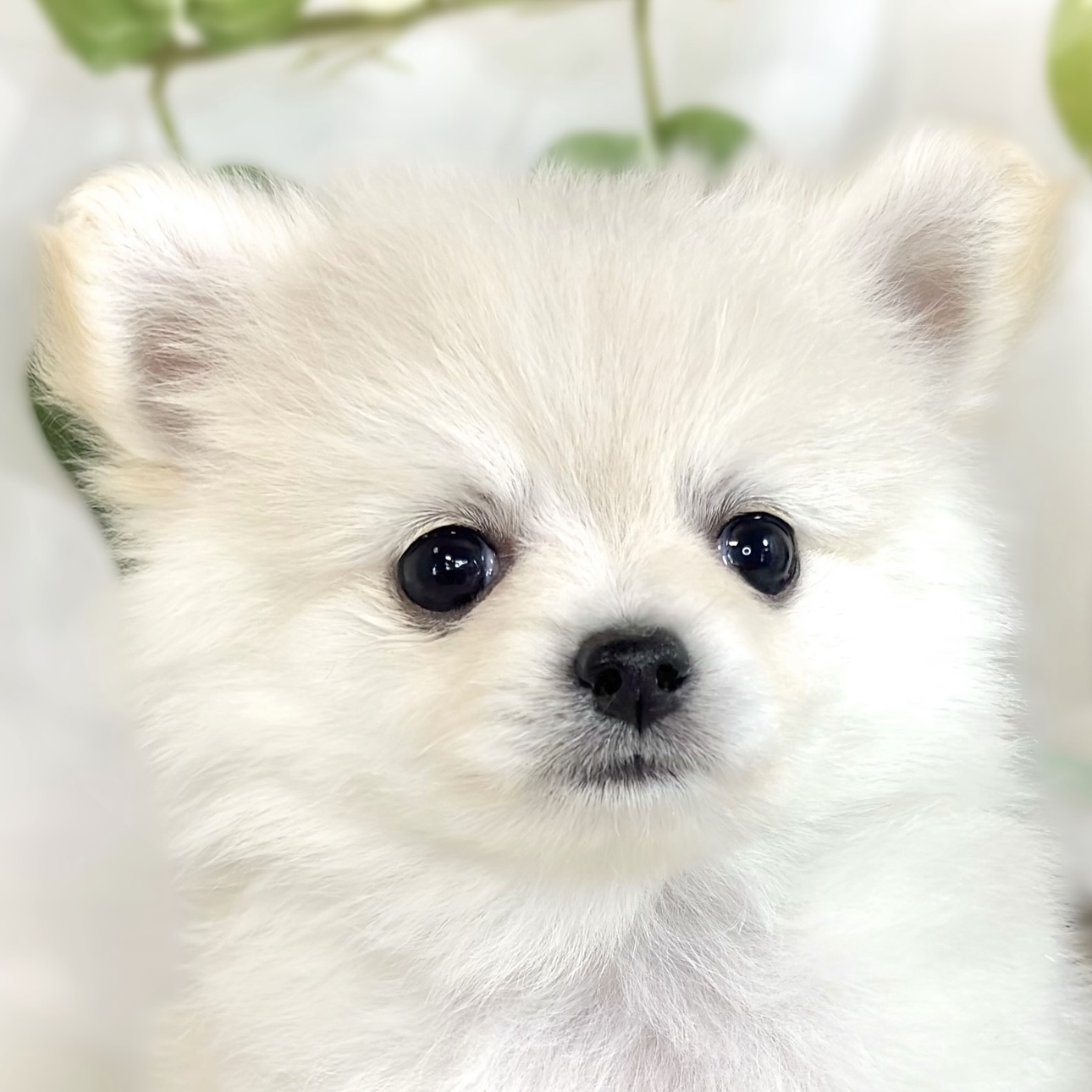 ハーフ犬女の子の写真