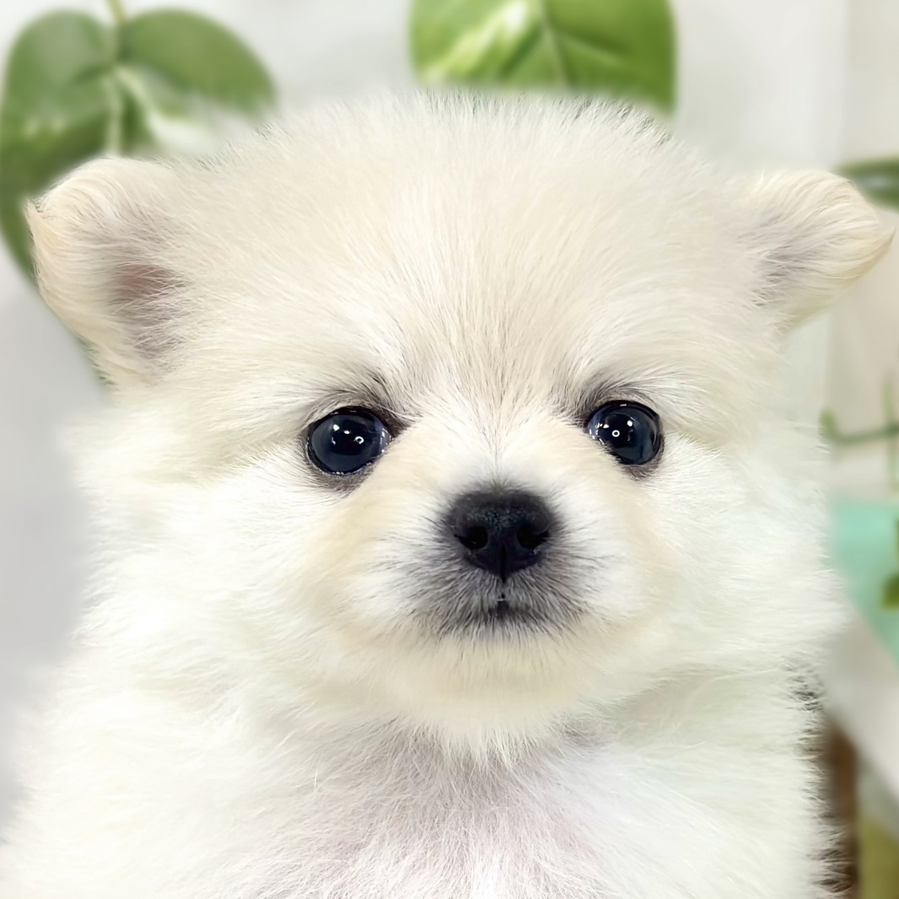 ハーフ犬女の子の写真