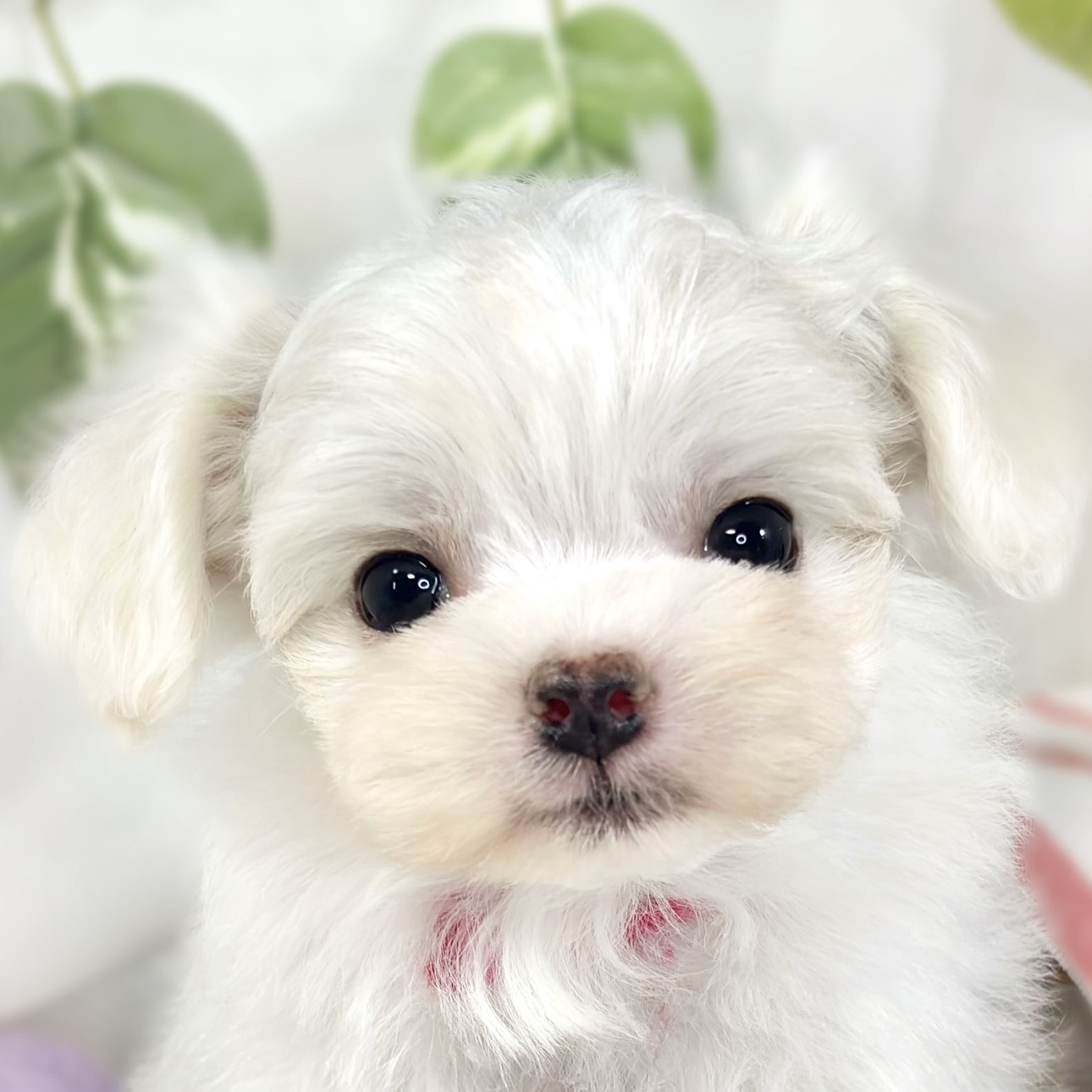 ハーフ犬女の子の写真