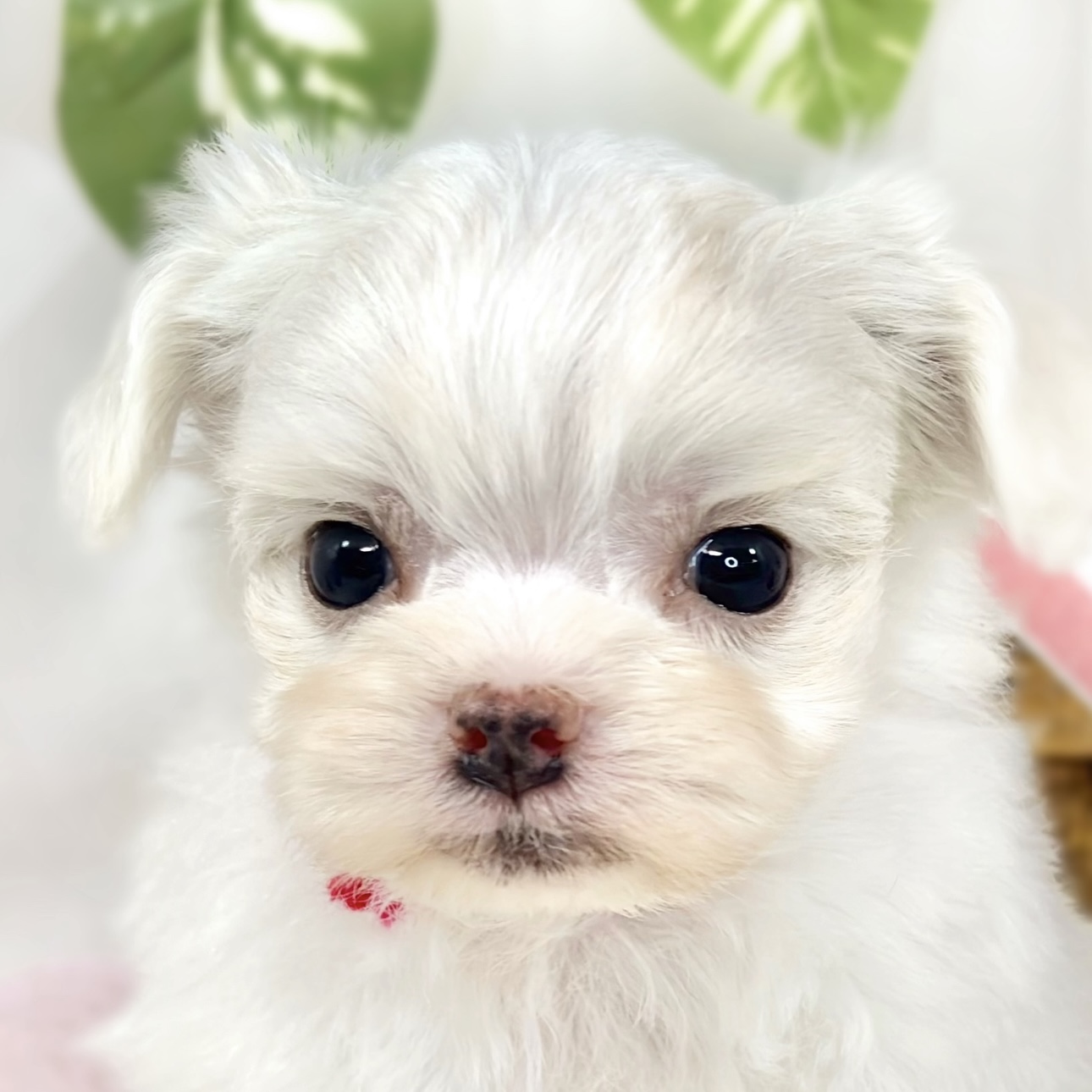 ハーフ犬女の子の写真