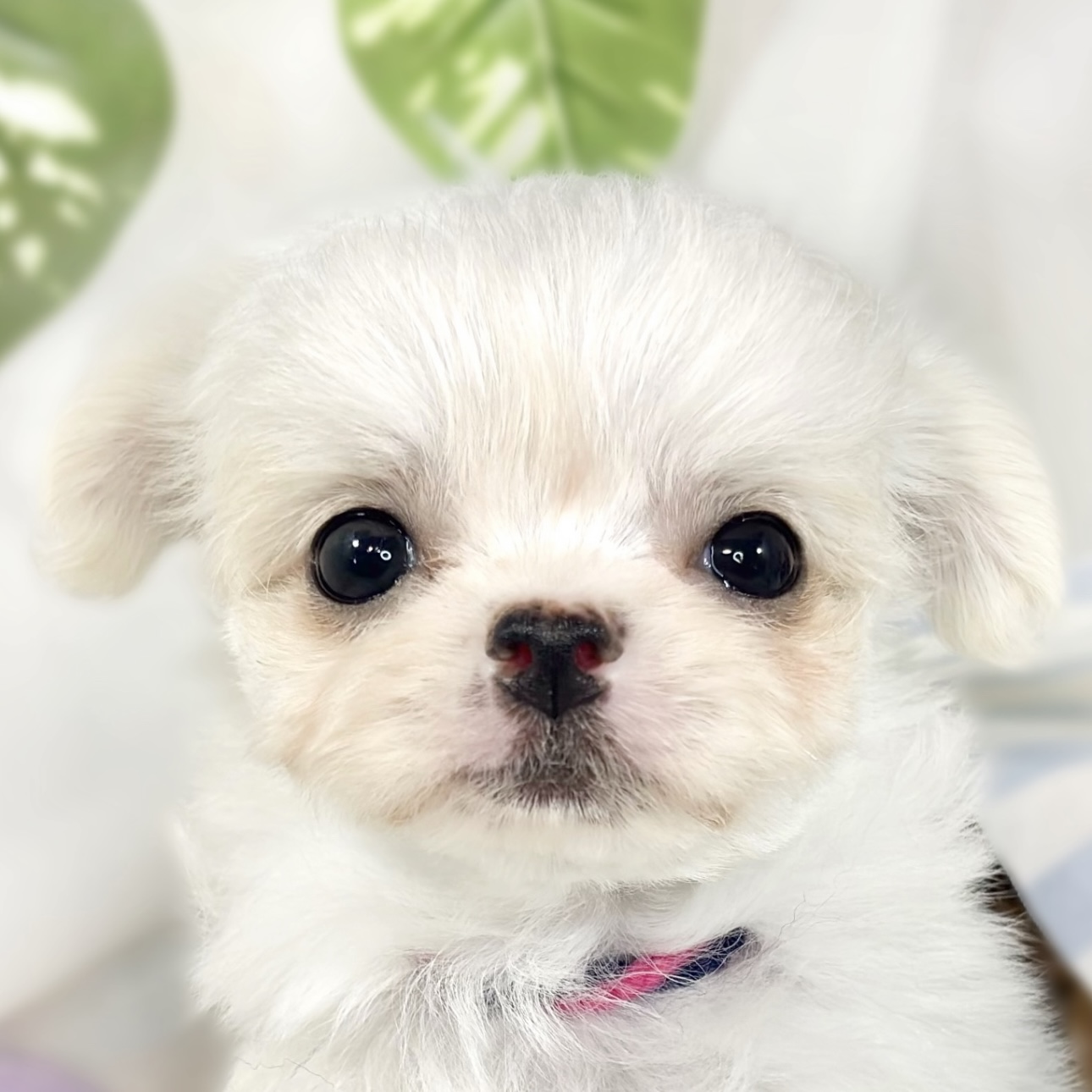 ハーフ犬女の子の写真
