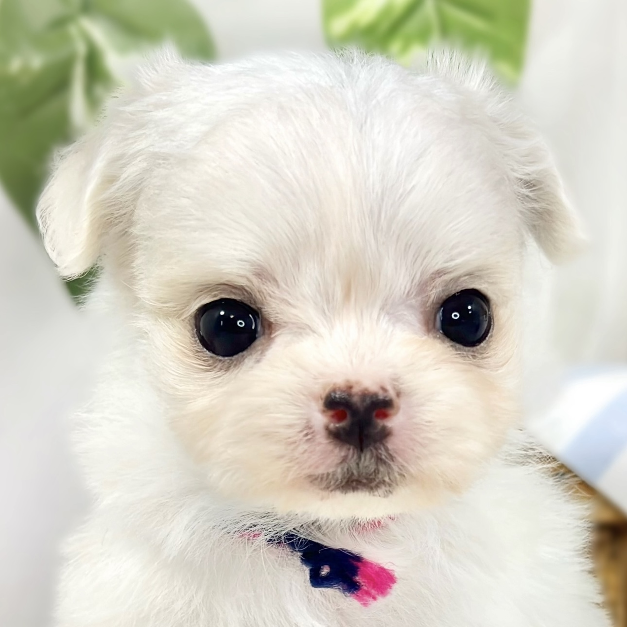 ハーフ犬女の子の写真